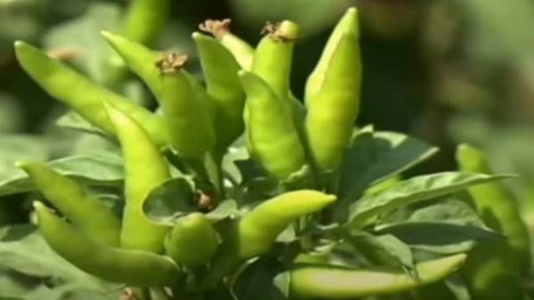 Chilli Farming : इन बातों का रखें ध्यान, मिर्च की फसल से मिलेगी शानदार उपज