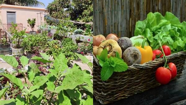 Kitchen Gardening : छोटे निवेश में घर पर उगाएं टमाटर, मिर्च जैसी सब्जियां