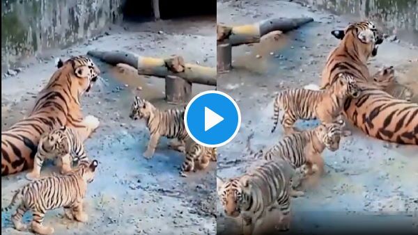 VIDEO: भरी गर्मी में हांफ रही बाघिन 'शीला', लेकिन पार्क में उसके 4 शावक यूं कर रहे मस्ती