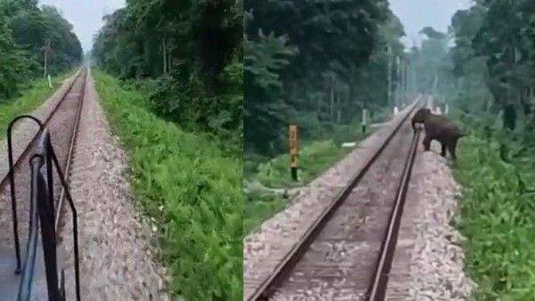 Video: अचानक रेलवे ट्रैक पर आ गया हाथी, लास्ट मिनट में ड्राइवर ने किया ऐसा काम, हर तरफ हो रही तारीफ