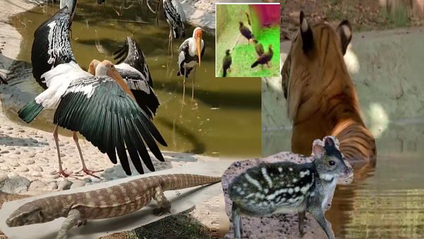 शेर को गोद ले सकते हैं आप? पहली बार यहां 1 शिक्षिका ने गोद लिए 40 पक्षी, जानिए आपको कितना खर्च करना पड़ेगा