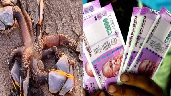 समुद्र तट पर मिला 'एलियंस' जैसा जीव, अब लोगों को बना रहा मालामाल