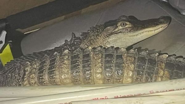 कार में मगरमच्छ देख हैरान हो गई पुलिस, बुढ्ढा हो गया तो रात के अंधेरे में बेघर कर रहा था मालिक