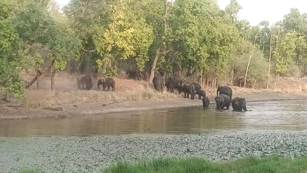हाथियों ने अनूपपुर के कठोतिया जंगल में जमाया डेरा, लोग दहशत में