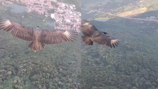 Video: काले गिद्ध की पैराग्लाइडिंग देख नेटिजन्स हुए हैरान, बोले OMG!