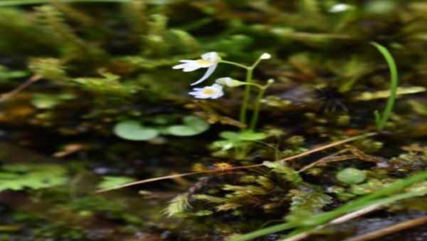 भारत के इस राज्य में मौजूद हैं 'मांसाहारी पौधे'! खा जाते हैं कीड़े, लार्वा और टैडपोल