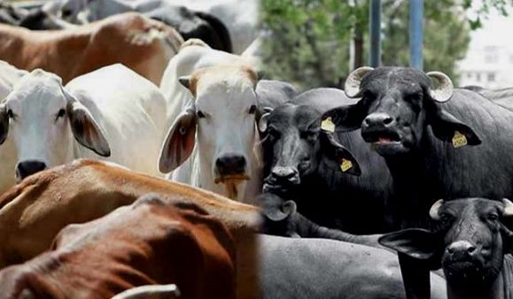 पंजाब के मजदूर परिवार पर टूटा कहर: एक के बाद एक गिरकर मर गईं 7 दुधारू गाय-भैंस, आखिर कैसे?