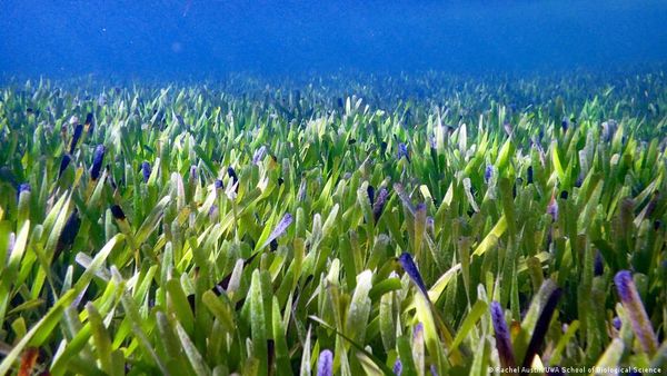 ऑस्ट्रेलिया के वैज्ञानिकों ने खोजा दुनिया का सबसे बड़ा पौधा