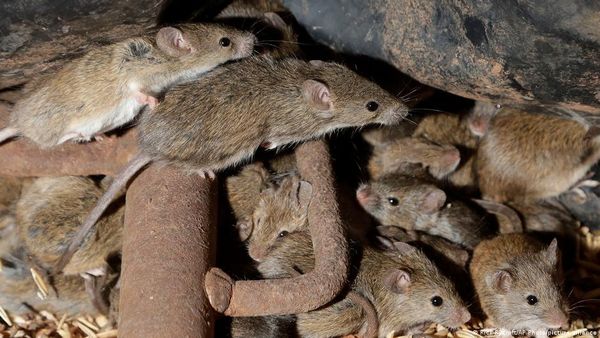 खुल गया 675 साल पहले बरसी काली मौत का राज