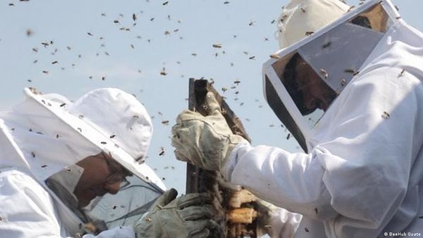 ऑस्ट्रेलिया में मधुमक्खियों पर लगाया गया 