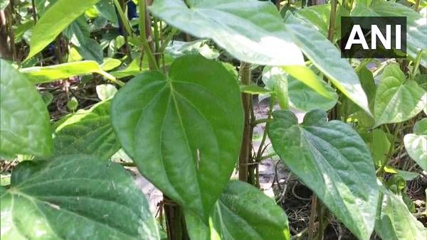 Betel Leaf Farming : पान के पत्तों की खेती से लाखों कमा सकते हैं किसान, जानिए जरूरी बातें