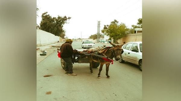 गधों का देश बनने के कगार पर पाकिस्तान! इस साल भी रिकॉर्ड संख्या में बढ़े गधे, सरकार खुश