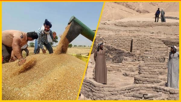 मिस्र को खाद्य संकट से 'आलू' बचाएगा ! गेहूं के लिए भारत से उम्मीद