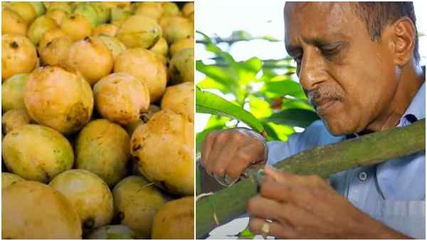 किसान की कामयाबी : 'फलों के राजा' को मिली छत, 4 फीट के पेड़ पर उगाईं आम की 50 किस्में