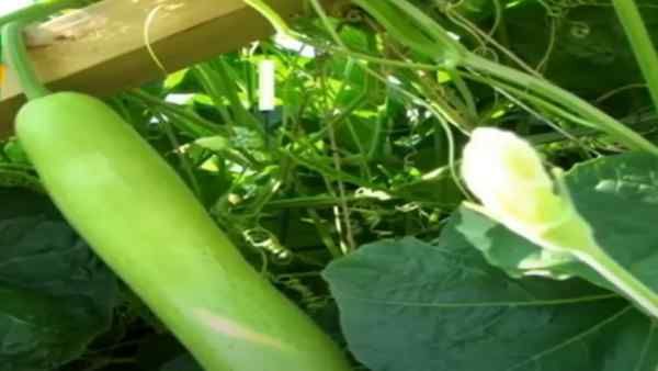 इस सब्जी की खेती में 15-20 हजार निवेश, लाखों की इनकम, जानिए तरीका