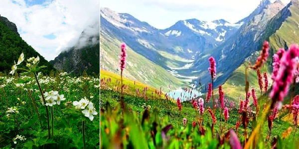 धरती पर स्वर्ग: फूलों की घाटी पर्यटकों के लिए खुली, यहां 5 हजार पुष्प-प्रजातियां, ब्रह्मकमल भी हैं