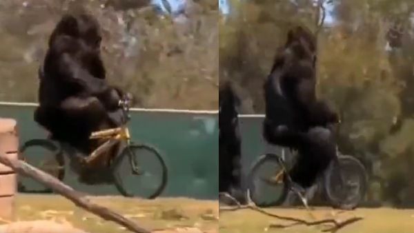 Video: गोरिल्ला ने की साइकिल की सवारी! गिरने पर आया गुस्सा तो फेंक दी!