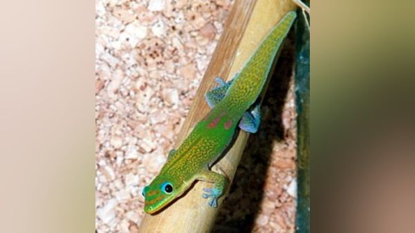 बिहार में पाई जाने वाली इस छिपकली की कीमत है 1 करोड़, होती है इसकी स्‍मगलिंग