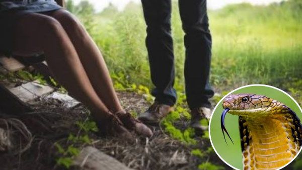 जंगल में संबंध बना रहा था प्रेमी जोड़ा, प्रेमिका को सांप ने काटा और फिर...