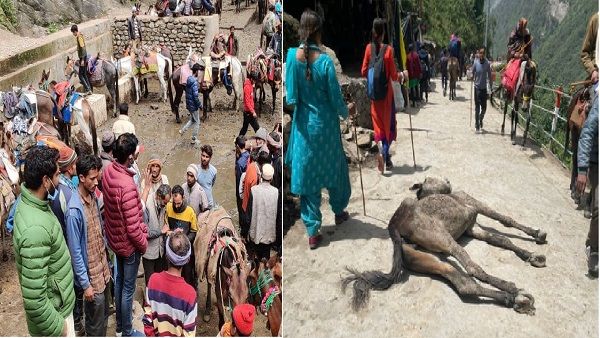केदारनाथ में ज्यादा कमाने के लिए खच्चरों पर जुल्म, नशा देकर हो रहा इस्तेमाल, 20 दिन में 60 की हुई मौत