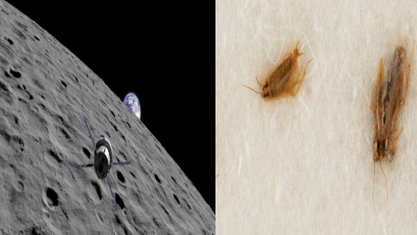 चंद्रमा की धूल और 3 तीन तिलचट्टों के शव की कीमत लगी 3,13,20,600 रुपए, NASA ने कहा ये सरकारी संपत्ति