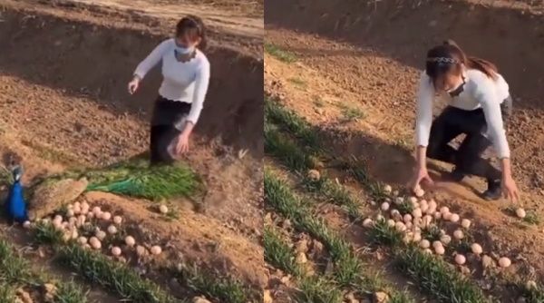 Watch Video:अंडे चुराने पहुंची लड़की को मोरनी ने सिखाया ऐसा स‍बक, हुई चारों खाने चित