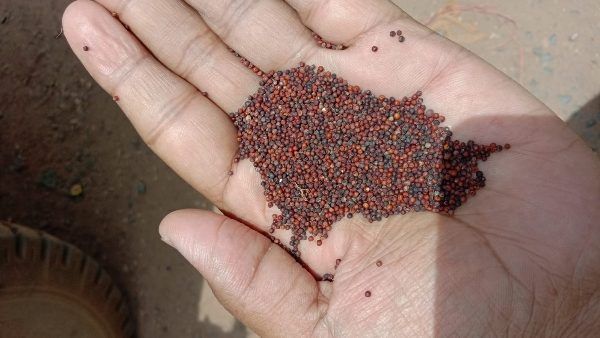अब नकली सरसों भी हो गई तैयार, देख कर रह जाएंगे हैरान