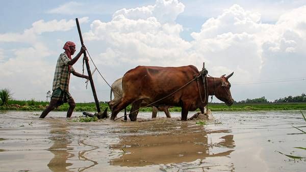Monsoon Farming : किसान करें मक्का, बाजरा और ज्वार जैसी फसलों की रोपाई की तैयारी