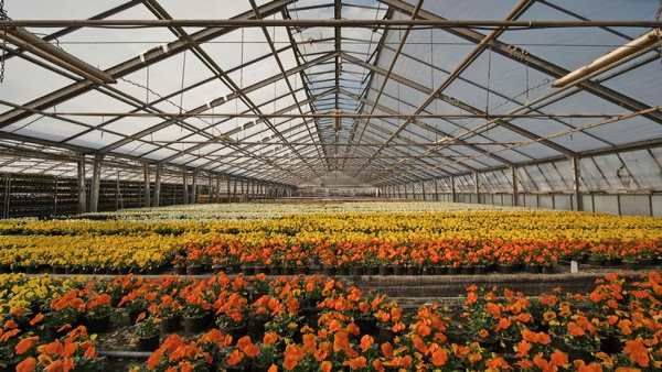 Greenhouse Farming : बिजली बिल में 33 फीसद बचत कर सकते हैं किसान
