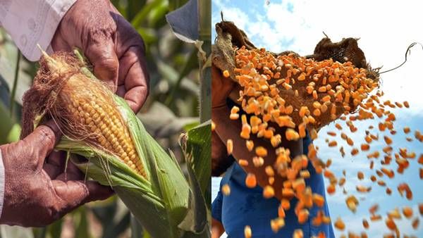 Sweet Corn Farming : बारिश के मौसम में शानदार मुनाफा देती है ये फसल, जानिए खेती का तरीका