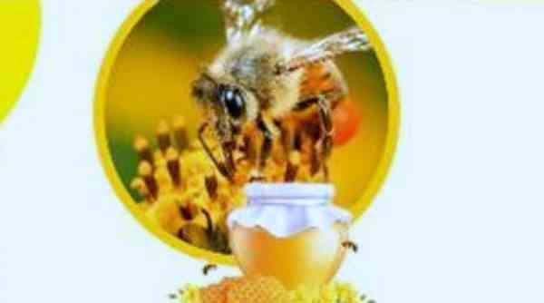 Meethi Kranti Yojana : शहद के काम से कमाएं मुनाफा, 80 परसेंट अनुदान दे रही सरकार
