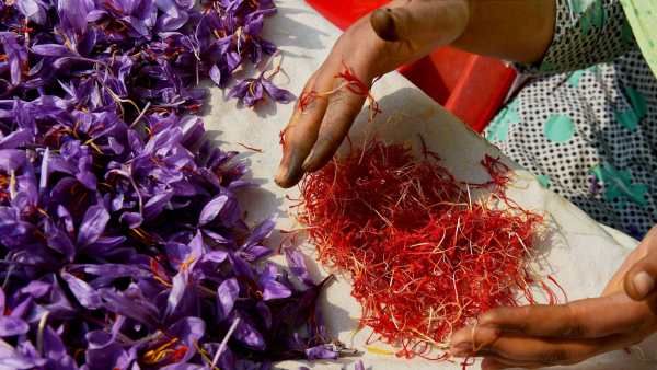 Saffron Farming : 'लाल सोने' की भारी डिमांड, लाखों रुपये कमा रहे किसान, जानिए खेती का तरीका