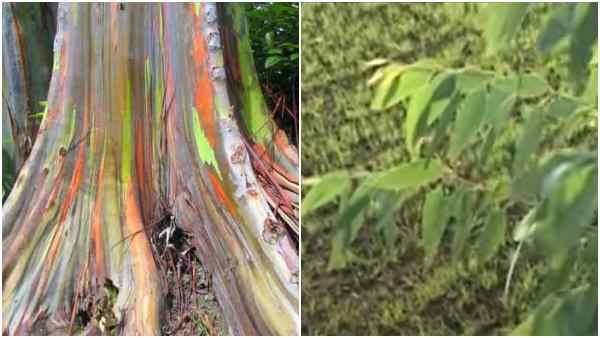 इस पेड़ की खेती से 50 लाख रुपये तक कमा सकते हैं किसान, सही समय और तरीका जानिए