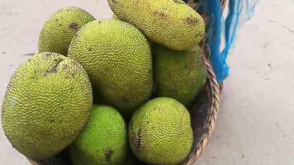 Jackfruit किसानों के लिए जैकपॉट से कम नहीं, लाखों रुपये की आमदनी