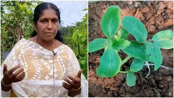 केरल में महिला टीचर कर रहीं टैरेस फार्मिंग, छोटी सी छत पर उगाए 100 पौधे