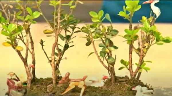 Good Luck प्लांट Bonsai की बागवानी, चंद रुपयों का निवेश, लाखों में कमाई