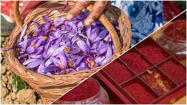 Kesar Health Benefits : 'लाल सोने' के सेवन से सेहत से जुड़ी परेशानियों से निजात, महिलाओं को विशेष लाभ