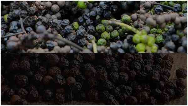 Black Pepper : इसकी खेती से पद्मश्री तक पहुंचे किसान, आप भी कमा सकते हैं तगड़ा मुनाफा, जानिए जरूरी बातें