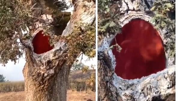 कुदरत का करिश्मा: अंदर से जलता रहा पेड़, बाहरी हिस्सा पूरी तरह सुरक्षित, VIDEO