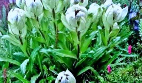 एक फूल 1000 रुपये तक ! इसकी खेती से मालामाल हो सकते हैं किसान, जानिए ब्रह्म कमल की विशेषता