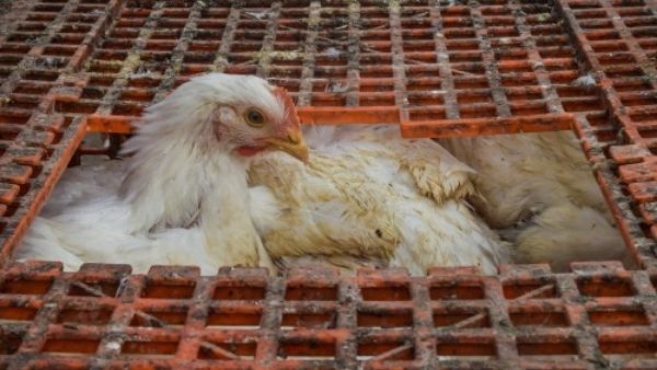 थाइलैंड में मुर्गियों को भांग खिला रहे किसान, हुआ आश्चर्यजनक फायदा