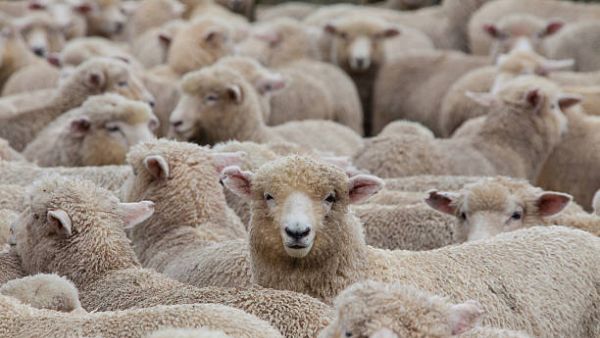 एक छोटे से नियम की अनदेखी और डूब गया 15 हजार से अधिक भेड़ों से भरा जहाज