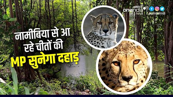 MP की धरती पर दहाड़ेंगे नामीबिया के चीते, जानिए कहाँ और क्यों आ रहे ये चीते