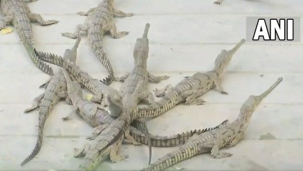 लखनऊ जू में हुआ कमाल! घड़ियाल ने पहली बार एक दर्जन बच्चों को दिया जन्म, देखिए VIDEO