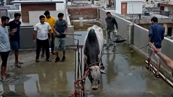 VIDEO:चार मंजिला बिल्डिंग की छत पर चढ़ा सांड, लोगों का सवाल-आखिर उतरा कैसे?