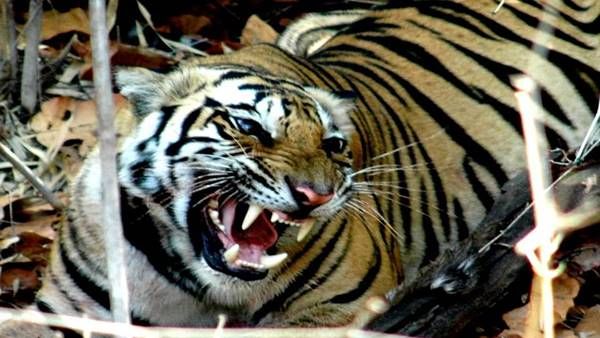 कौन है खूंखार ‘सुंदरी’ ? ट्रेनिंग देने के लिए हाईकोर्ट को देना पड़ा आदेश