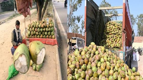 एक ट्रक ‘पानी वाले नारियल डकार गया ठग’, उसके बाद क्या हुआ जानिए पूरा सच