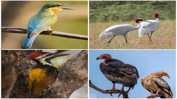 बरगढ़ का गोविंदपुर बना ओडिशा का पहला बर्ड विलेज, पक्षियों के लिए गांव वालों ने लिया संकल्प