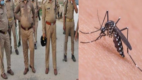 चोरी के केस में मच्छर बना सबसे बड़ा 'गवाह', ऐसे पकड़वाया लाखों का माल