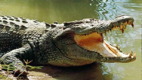 आंसू बहाने वाले 'पानी के राजा' ने मारी शेर वाली 'दहाड़'! दहशत में आए लोग